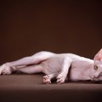 "Лунные" котята Эльф, бамбино, Двэльф, сфинкс.