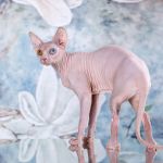 "Лунные" котята Эльф, бамбино, Двэльф, сфинкс.