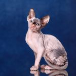 "Лунные" котята Эльф, бамбино, Двэльф, сфинкс.