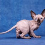 "Лунные" котята Эльф, бамбино, Двэльф, сфинкс.