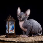 Эльф, бамбино или сфинкс. Котята, кошки и коты-редкой красоты.