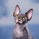 Эльф, бамбино или сфинкс. Котята, кошки и коты-редкой красоты.