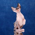 Самое нежное обаяние-Эльф, бамбино, Двэльф, сфинкс.