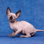 Самое нежное обаяние-Эльф, бамбино, Двэльф, сфинкс.