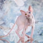 Беззащитный, маленький котёнок Эльф, бамбино, Двэльф, сфинкс.