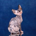 Беззащитный, маленький котёнок Эльф, бамбино, Двэльф, сфинкс.