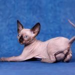 Беззащитный, маленький котёнок Эльф, бамбино, Двэльф, сфинкс.