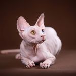 Эксперементальные и признанные породы Эльф, бамбино, Двэльф, канадский сфинкс.
