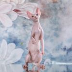 Эксперементальные и признанные породы Эльф, бамбино, Двэльф, канадский сфинкс.