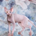 Элитные котята Эльфов, бамбино, канадского сфинкса.