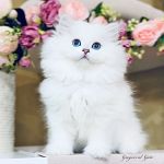 Роскошные голубоглазые Хайлендеры