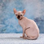 Загадочный Эльф, бамбино или сфинкс пришелец из другой цивилизации.