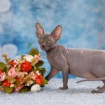 Загадочный Эльф, бамбино или сфинкс пришелец из другой цивилизации.