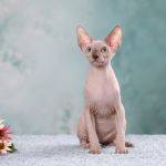 Загадочный Эльф, бамбино или сфинкс пришелец из другой цивилизации.