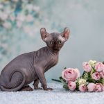 Загадочный Эльф, бамбино или сфинкс пришелец из другой цивилизации.