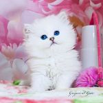 Роскошные голубоглазые Хайлендеры