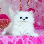 povsemestno-roskoshnye_goluboglazye_haylendery_8457