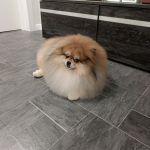 Стрижка собак и кошек