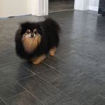 Стрижка собак и кошек