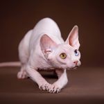 Котята Эльф, бамбино или сфинкс из питомника "Скорпион".