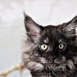 Котята Мейн-кун с отличными породными данными