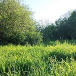 sankt-peterburg-uchastok_5_96_sotki_pokrovskaya_gatchina__1_800_000_rub___gaz_i_svet_po_granice_8206