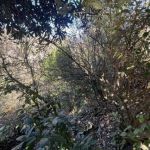 Земельный участок Сочи