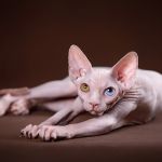 Может ЭТИ глаза вы захотите видеть каждый день?Эльфы, Двэльфы, бамбино или сфинксы.