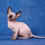 Может ЭТИ глаза вы захотите видеть каждый день?Эльфы, Двэльфы, бамбино или сфинксы.