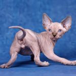 Может ЭТИ глаза вы захотите видеть каждый день?Эльфы, Двэльфы, бамбино или сфинксы.