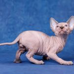 От титулованных родителей котята Эльфы, Двэльфы, бамбино или сфинксы.